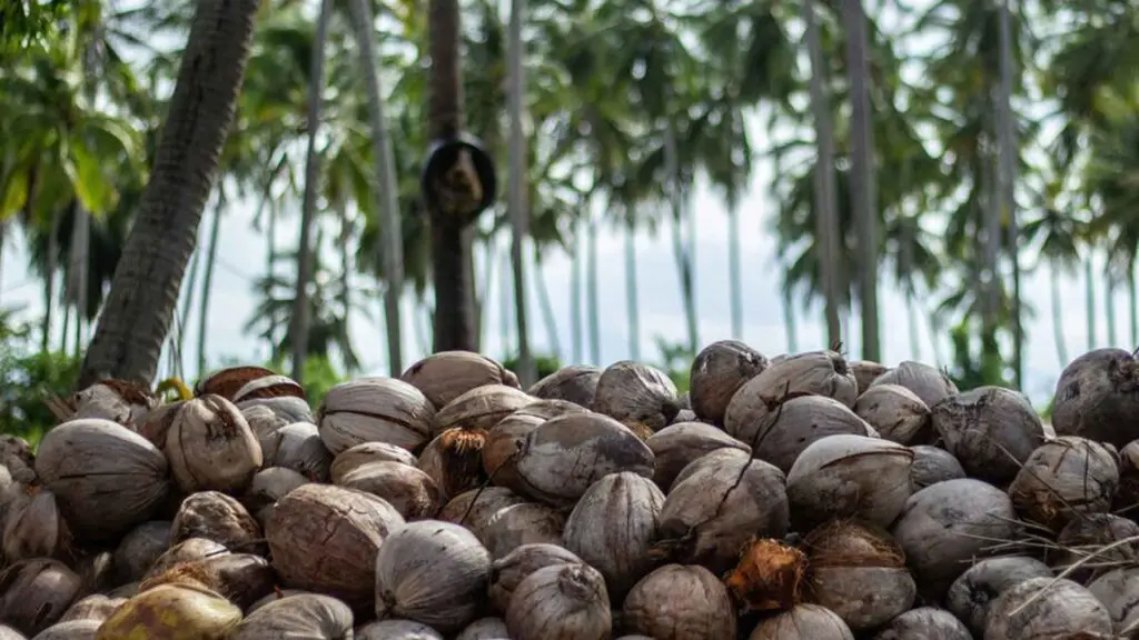 coconut-import