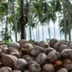coconut-import