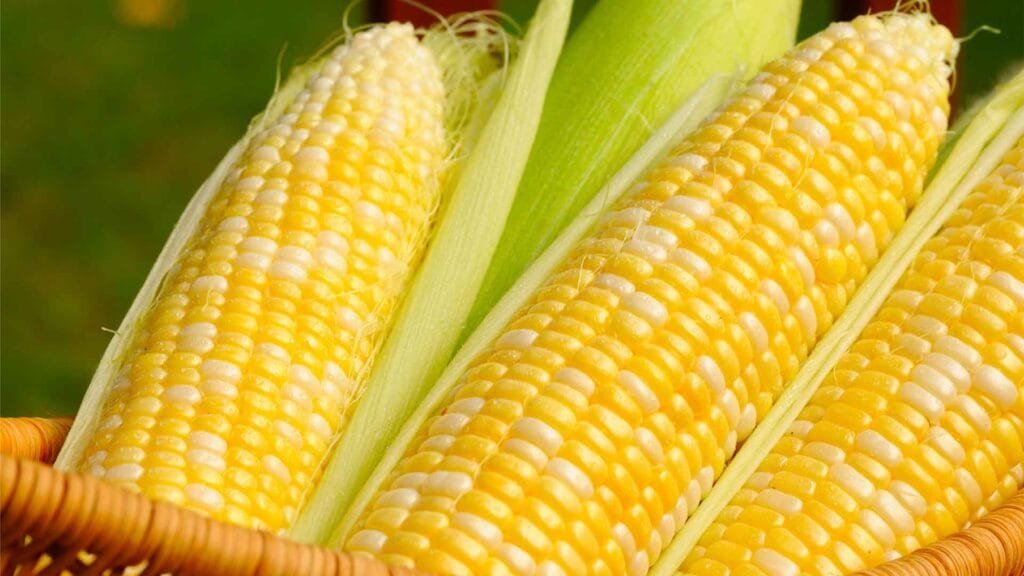CORN IMPORTED