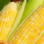 CORN IMPORTED
