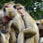 Monkey put island