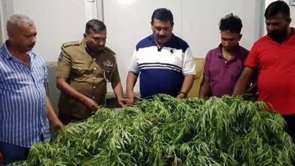 Doctor arrested for growing cannabis