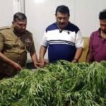 Doctor arrested for growing cannabis