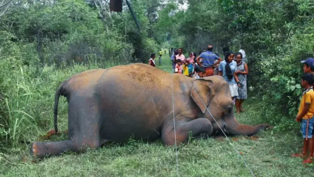 පසුගිය කාලයේ වනඅලි ඝාතනවල වර්ධනයක්!