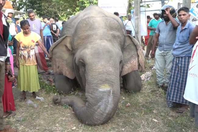 වන අලියෙකුට අත් වූ ඛේදනීය ඉරණම