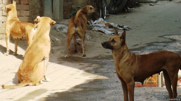 වීදි සුනඛයන් ලක්ෂ 30ක් : දැවැන්ත අර්බුදයක් වන ලකුණු!