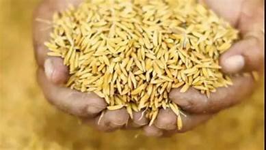 වී අලෙවි මණ්ඩලය සතු තොග ගැන කැබිනට්ටුවෙන් තීන්දුවක්!