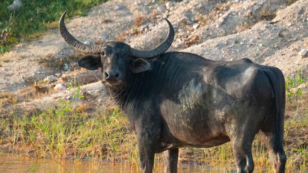 ගංවතුරට ගසා ගිය හට්ටි මුට්ටි හොයද්දී කුළු හරක් අනී: සිව්දරු පියා මරුට!