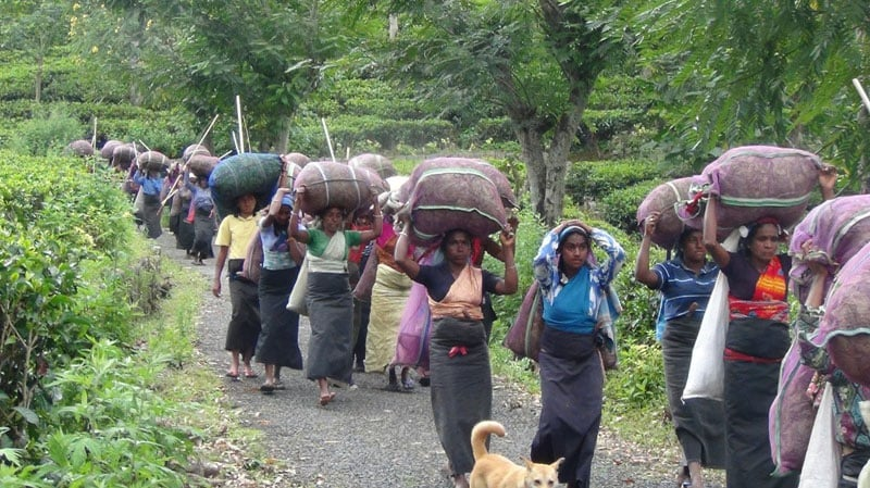 වතුකම්කරුවන්ට අද හොඳම දවසක්!