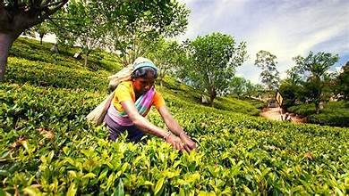 ජනවාරියේ තේ අපනයනයේ ආදායම වාර්තාගත ලෙස ඉහළට!