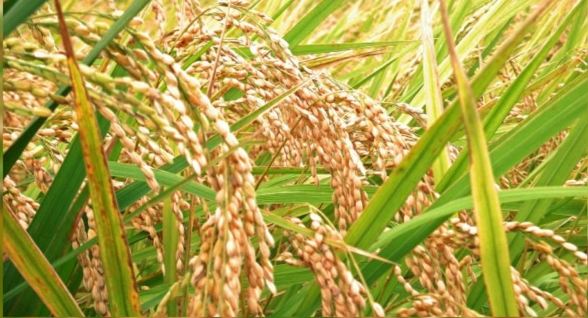 මහ කන්නයේ වී මිලදී ගැනීමට රජයෙන් රු.බිලියන 10ක්!