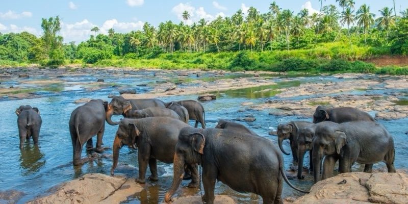 පින්නවලට වසර 51ක් සපිරෙයි – 51 සමරමින් තවත් අලුත් මධ්යස්ථානයක් එක් වෙයි!