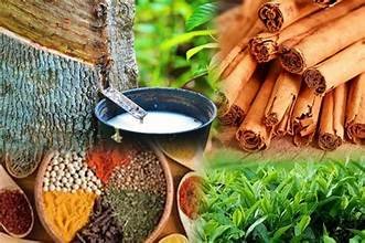 ගෙවුණු පෙබරවාරියේ අපනයන ආදායමට වෙලා තියෙන දේ!