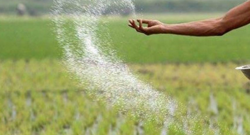 පොහොර හිඟය: යූරියා බෙදා හැරීම සීමා වෙයි!