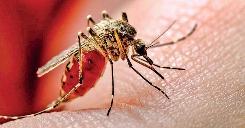 ඩෙංගු ව්යාප්තිය ඉහළට – රෝගීන් 39,000 ඉක්මවයි!