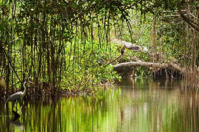 පුත්තලමේ කඩොලාන පද්ධති 08ක් අලුතින් රක්ෂිත ලෙස ගැසට් වෙයි!