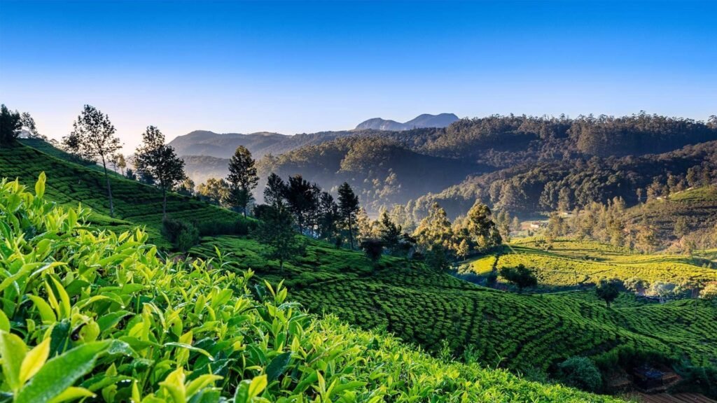 නුවරඑළියේ ජල පෝෂක ප්‍රදේශ හෙක්ටයාර 1500ක භූමියක් ගැසට් කිරීමේ තීරණයක්!