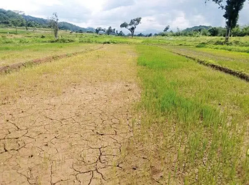 නියගයෙන් හානියට පත් වගාවන්ට රජයෙන් රු.මිලියන 3000ක වන්දි!