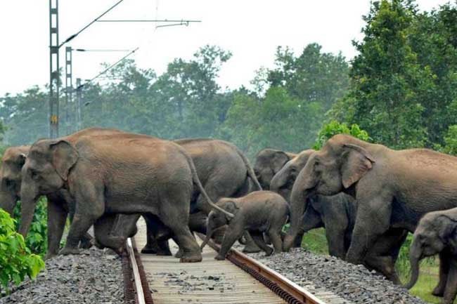වනඅලි දුම්රියෙහි ගැටීම වැළැක්වීම වෙනුවෙන් අවබෝධතා ගිවිසුමක්!