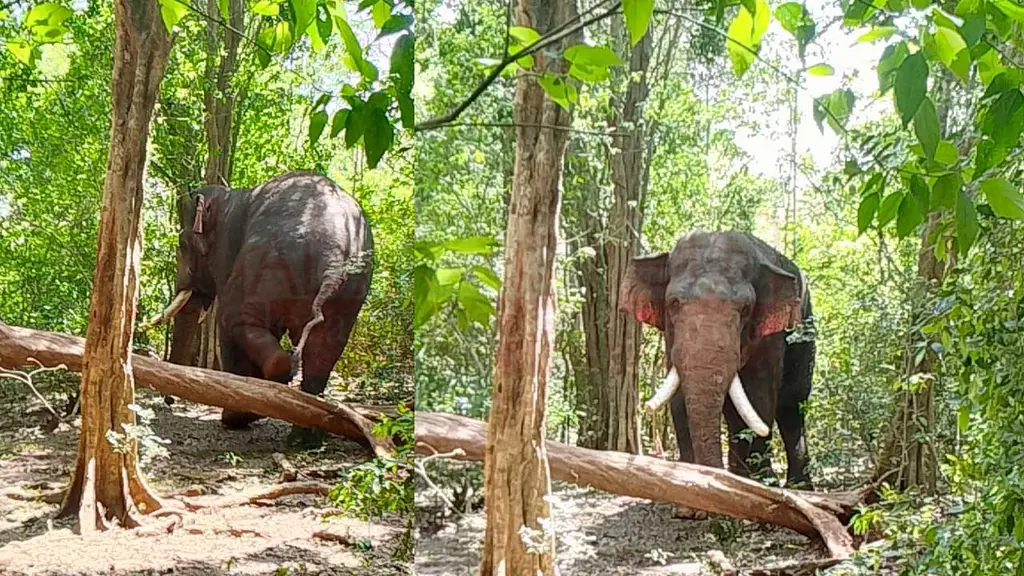 අග්බෝ සොයා ගනී!