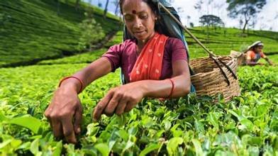 තේ පැල තවාන් සහ තේ වගාව සඳහා රක්ෂණයක්!
